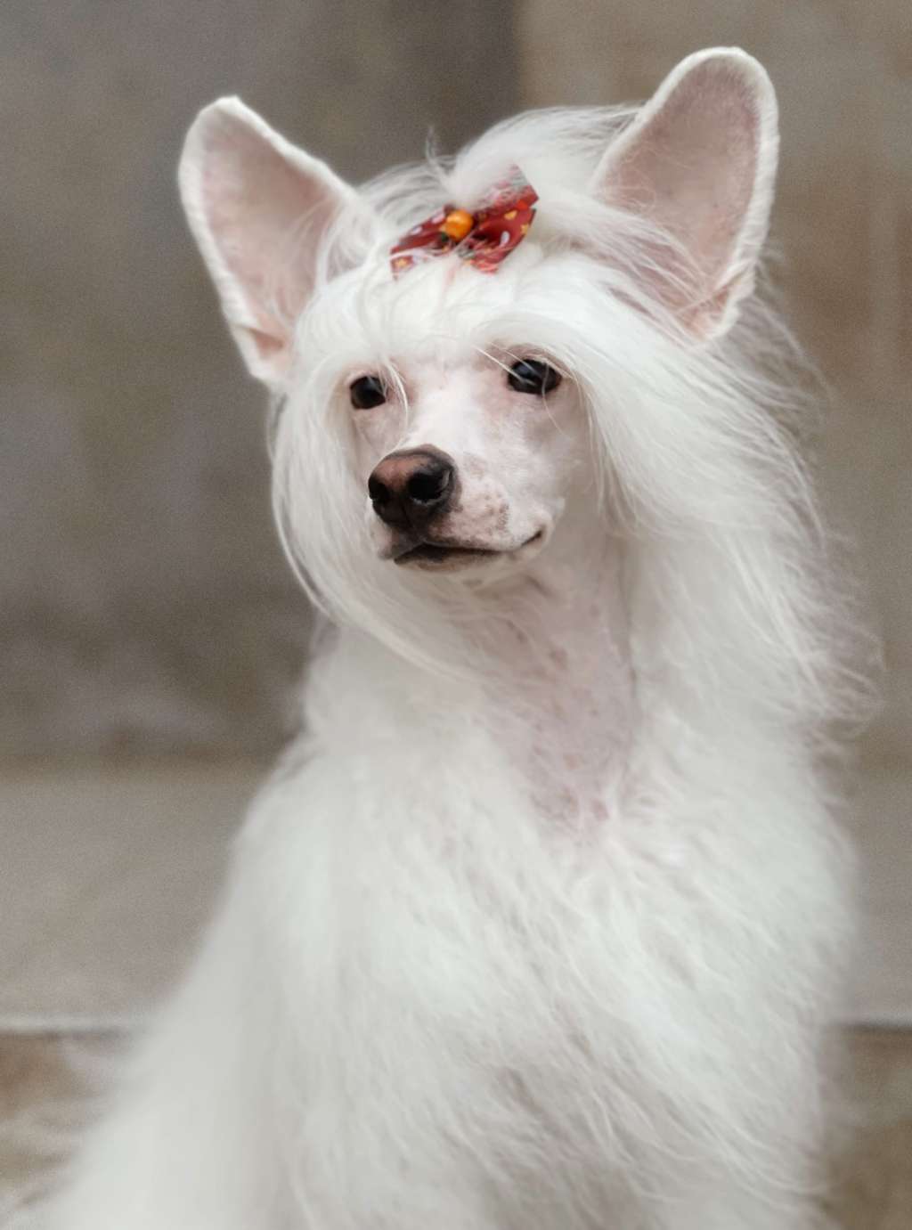 Gallurius  Cha-Cha-Cha