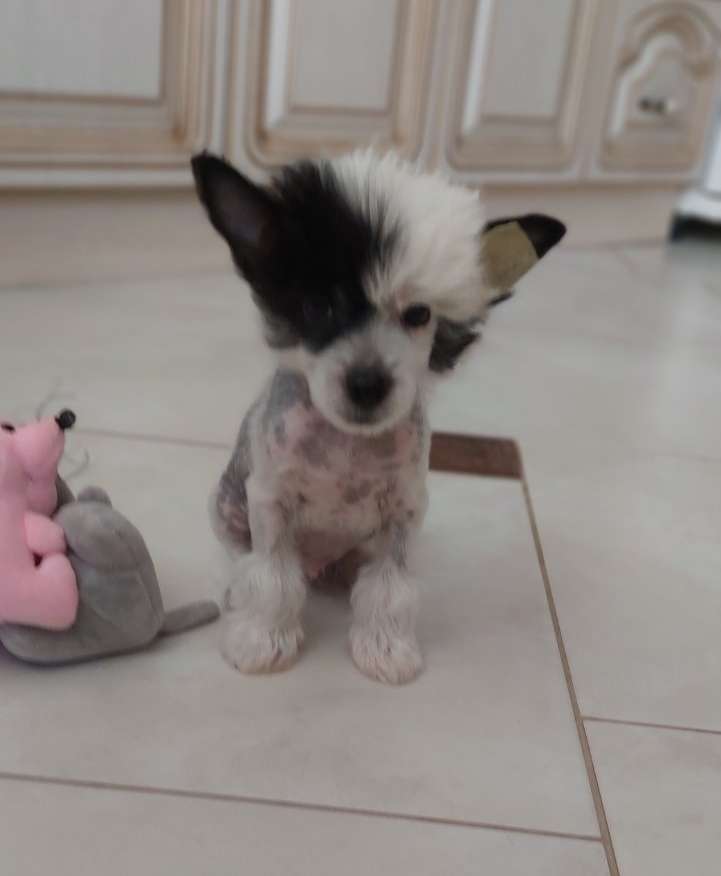 Richard Bonus Westtai