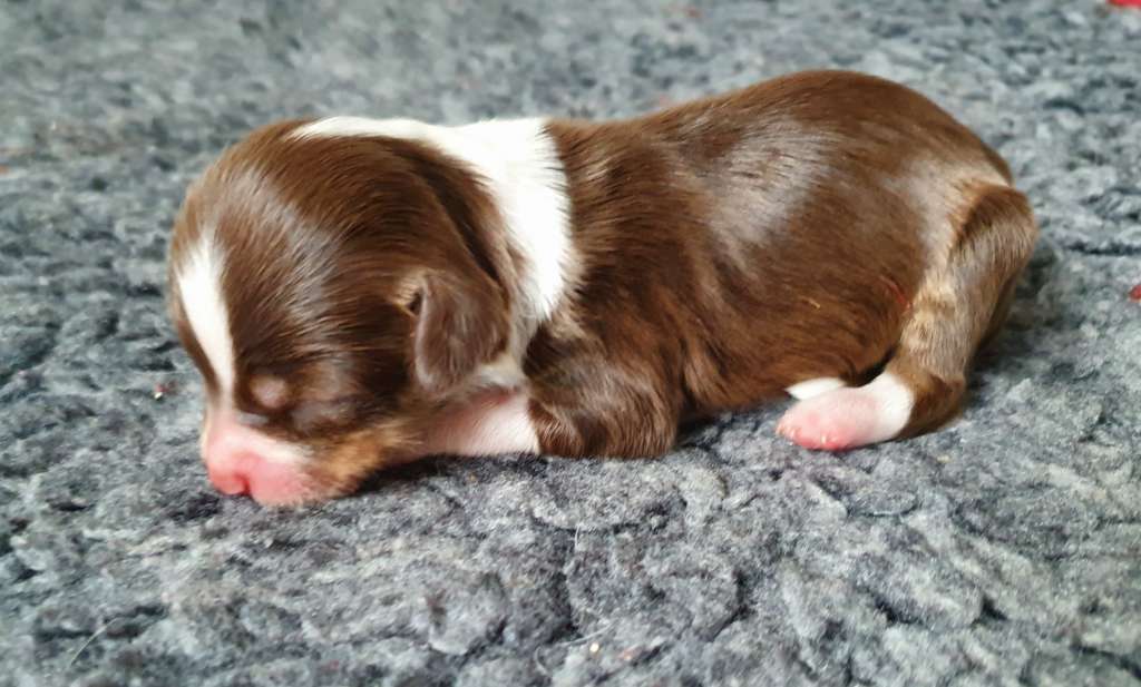 Windy Willow's Mio Mini Pony