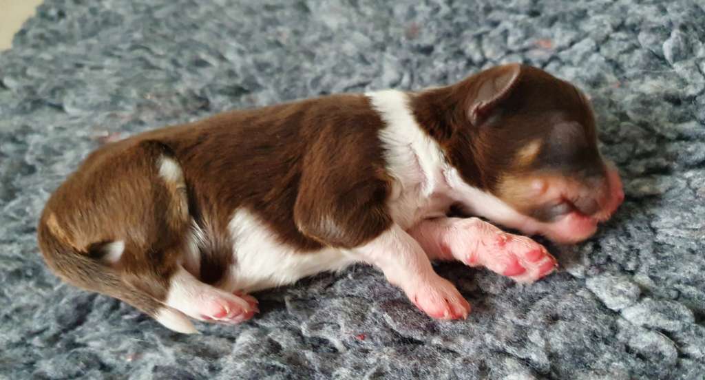 Windy Willow's Mikro Mou Pony