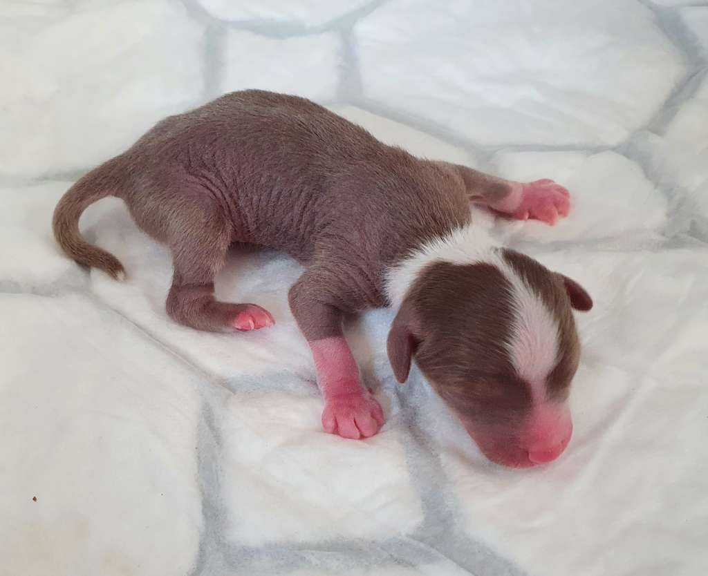 Windy Willow's Mijn Kleine Pony