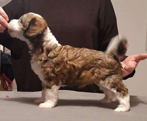 Windy Willow's Ice Ice Baby