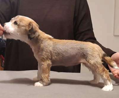 Windy Willow's Special Snowflake