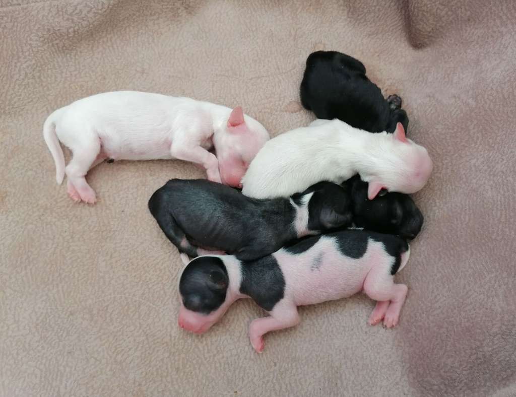 Charuyuschiy Soblazn Attic Golden Dream