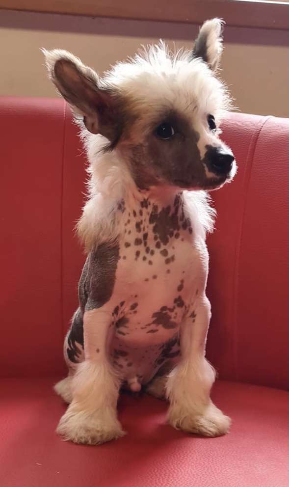 Yasson z Kamilova dvora