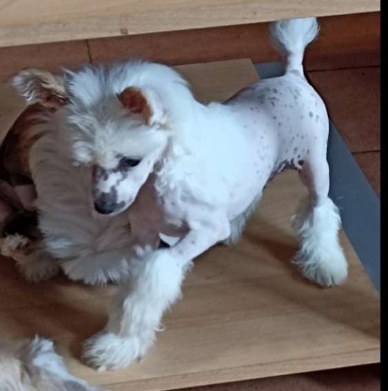 Yerry z Kamilova dvora