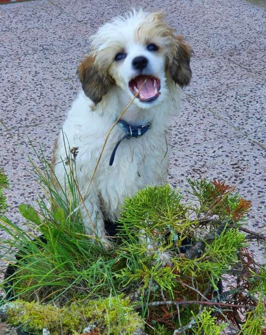 Yustin z Kamilova dvora