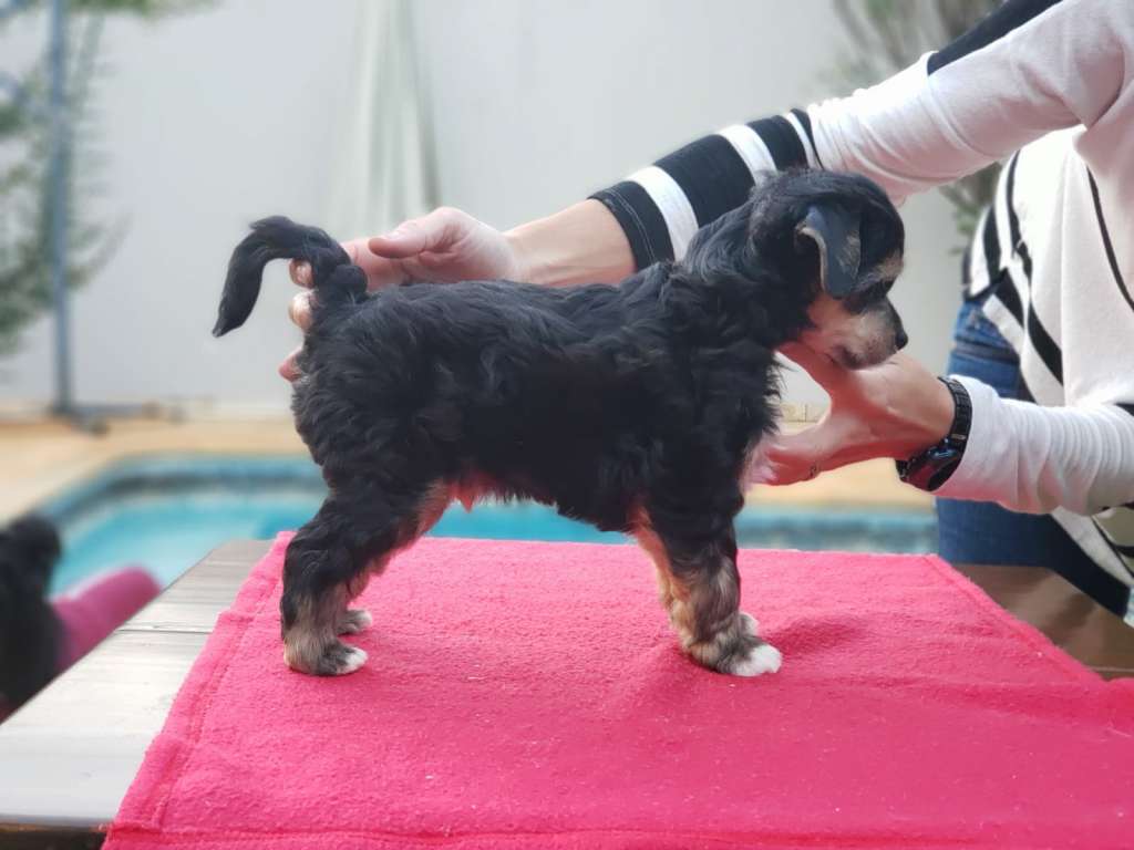 Quinta da Boa Crista Aramis