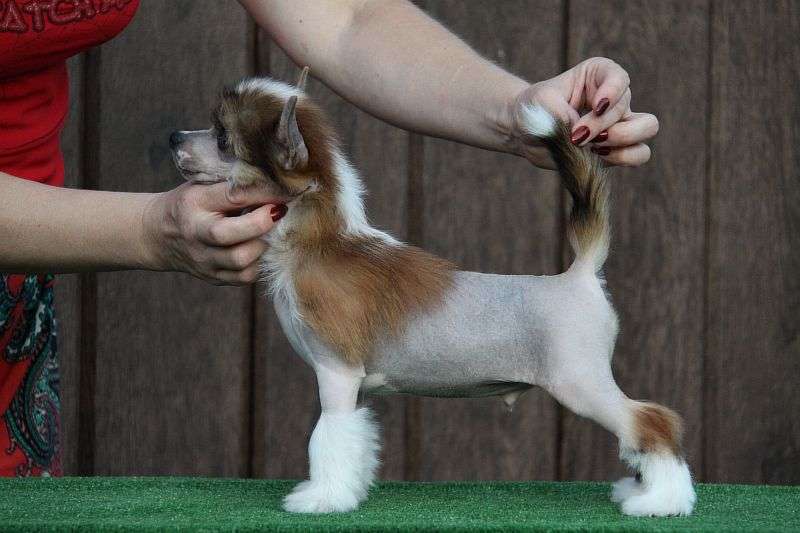 Zheneva-Debjut Amadeus