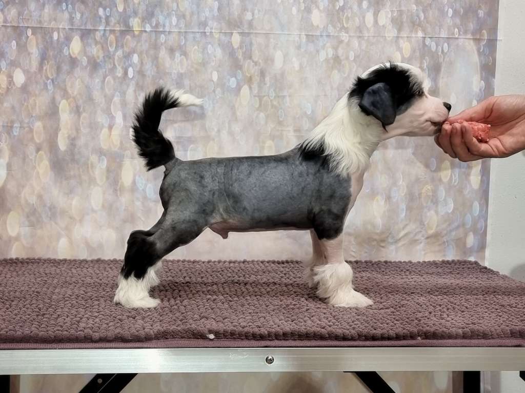 Naked Stars Release Your Inner Beast