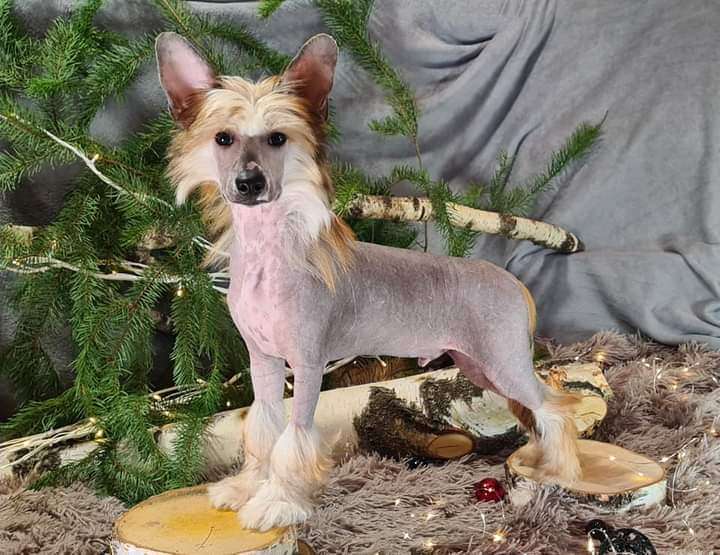 Boromir Anima Amoris