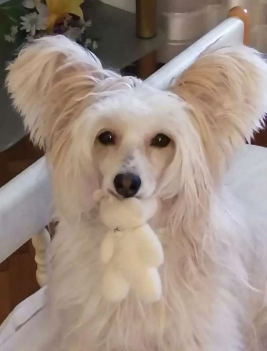 Izabel Crystals Persey