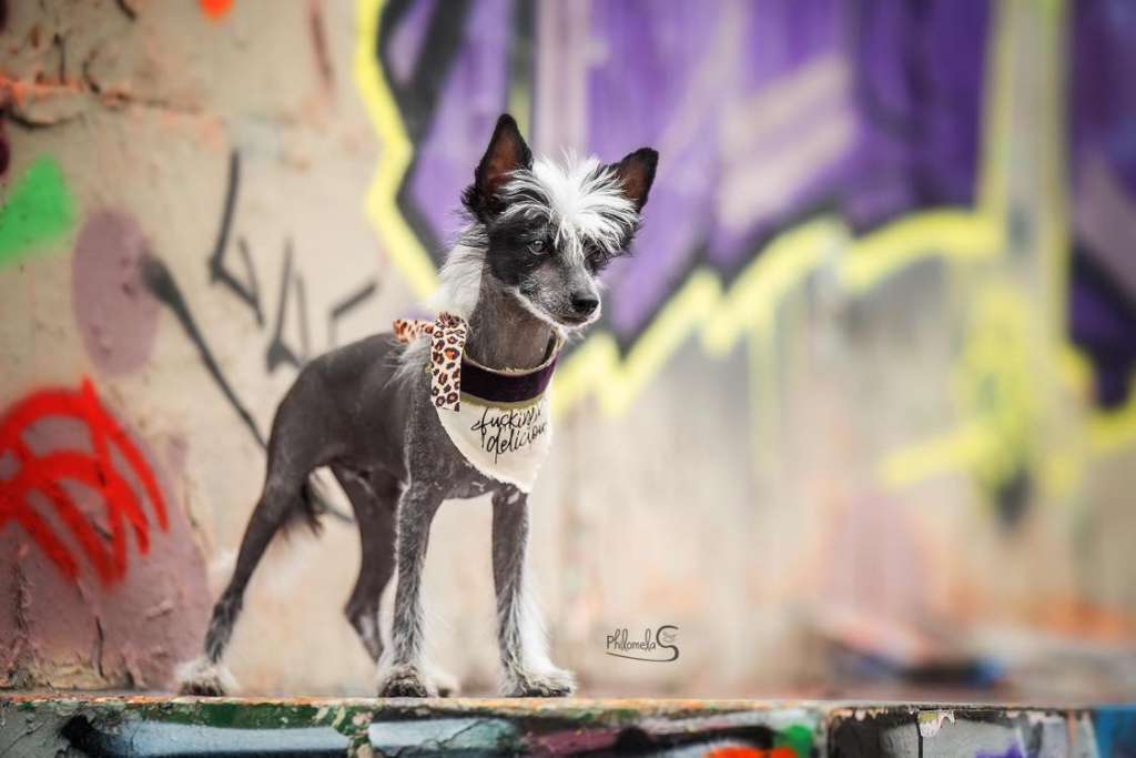 Jungle King of Candymoor Castle