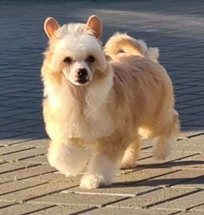 Ivory Queen Gambitas