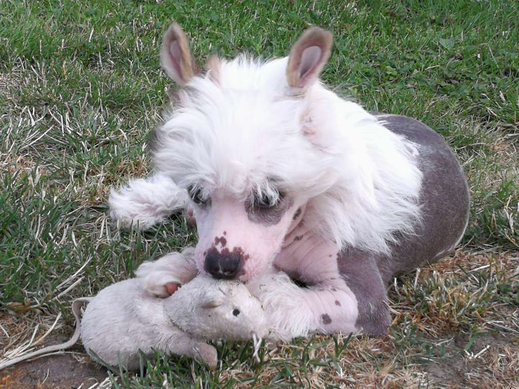 Bailey Joy of Silver