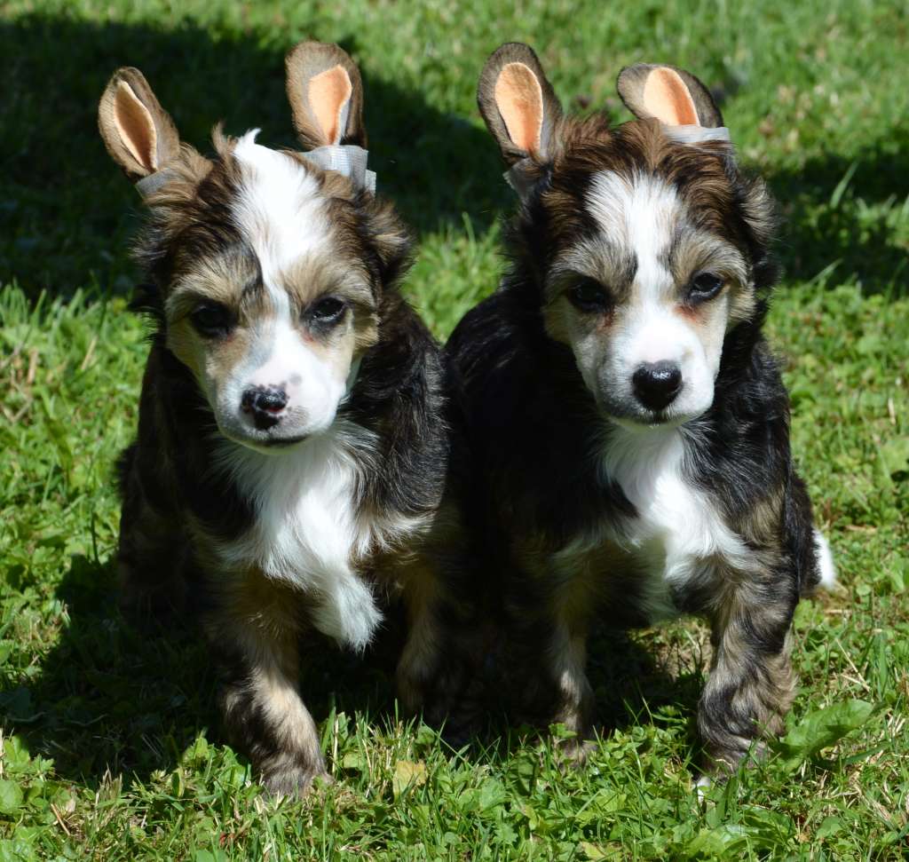 Hoppla Holyboy Cute Goblins