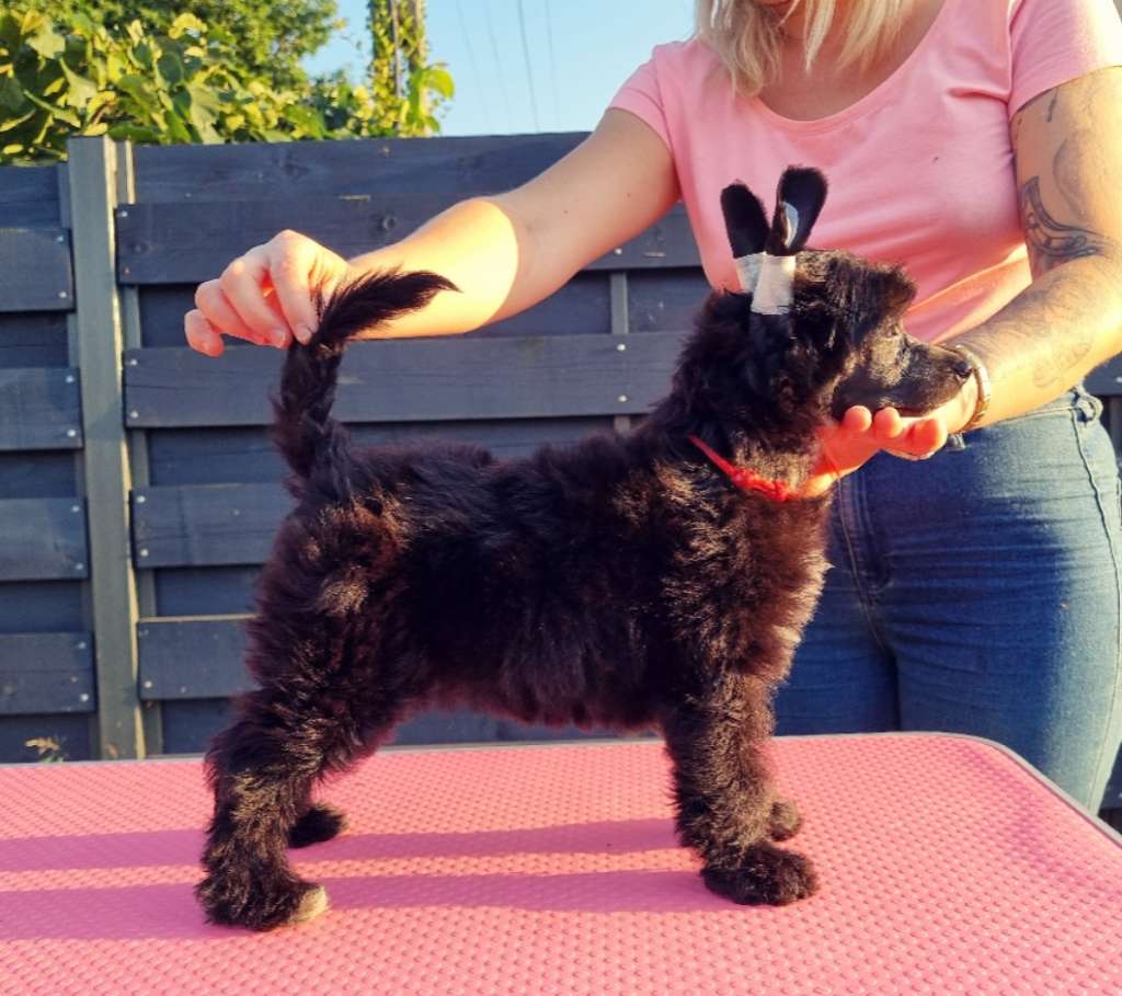 Dymek z bonga Aurinova