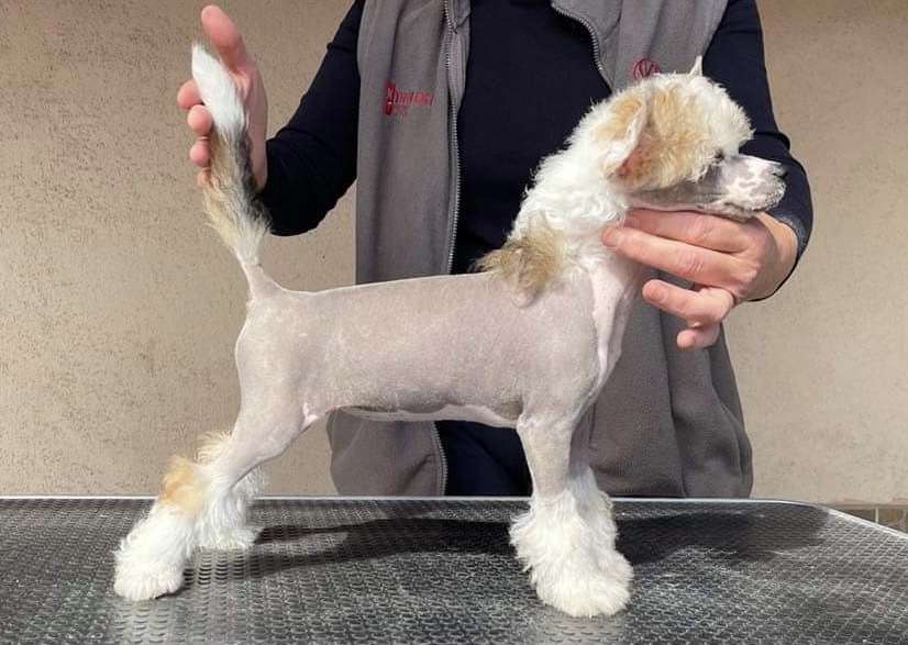 Family Song's Enigma