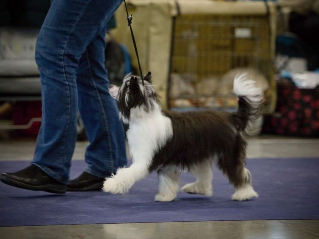 Family Song's Epopee