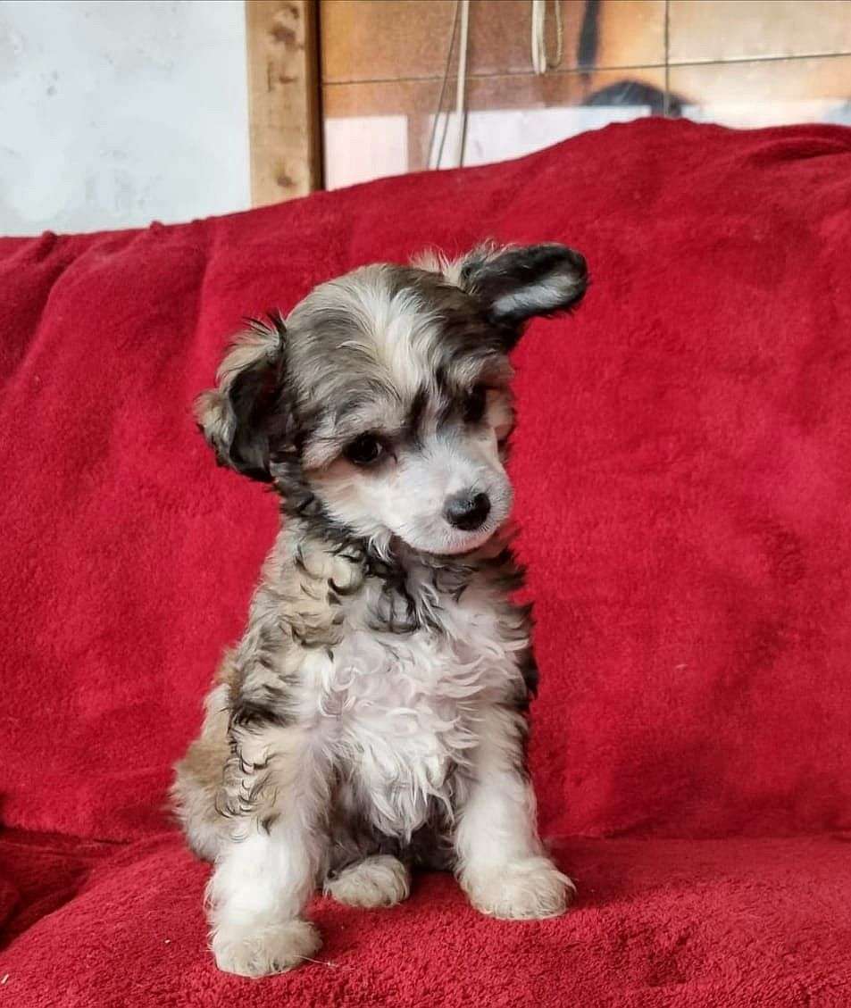 Be My Dog's Commander Flit Fritz