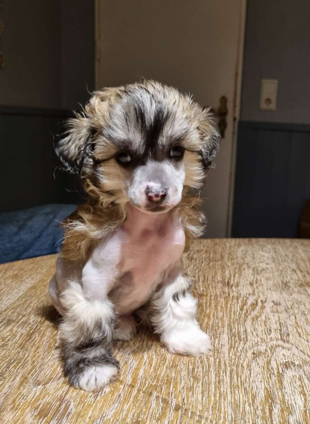 Be My Dog's Chapeau Claque