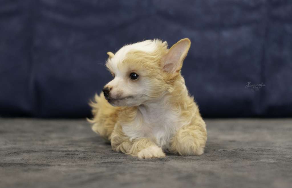 Ealasaid The Bushwalker