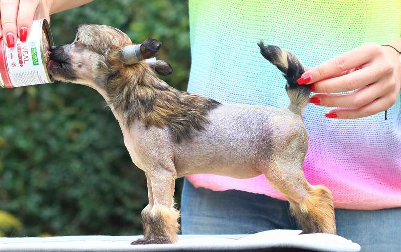 Ginger Glam Olyuti Gattaca