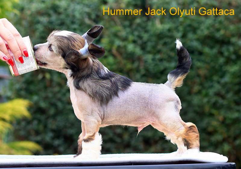 Hummer Jack Olyuti Gattaca