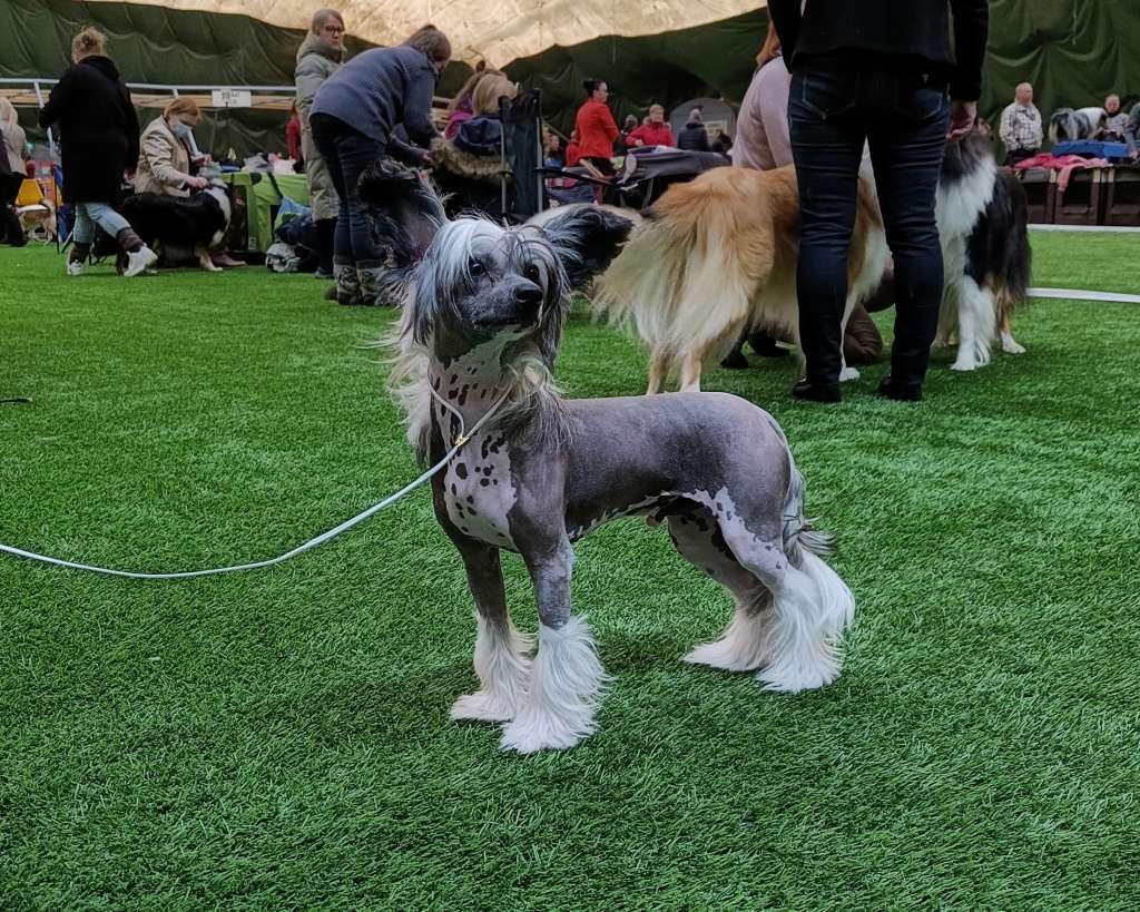 Naked Stars Hand Me The Thrill Pill