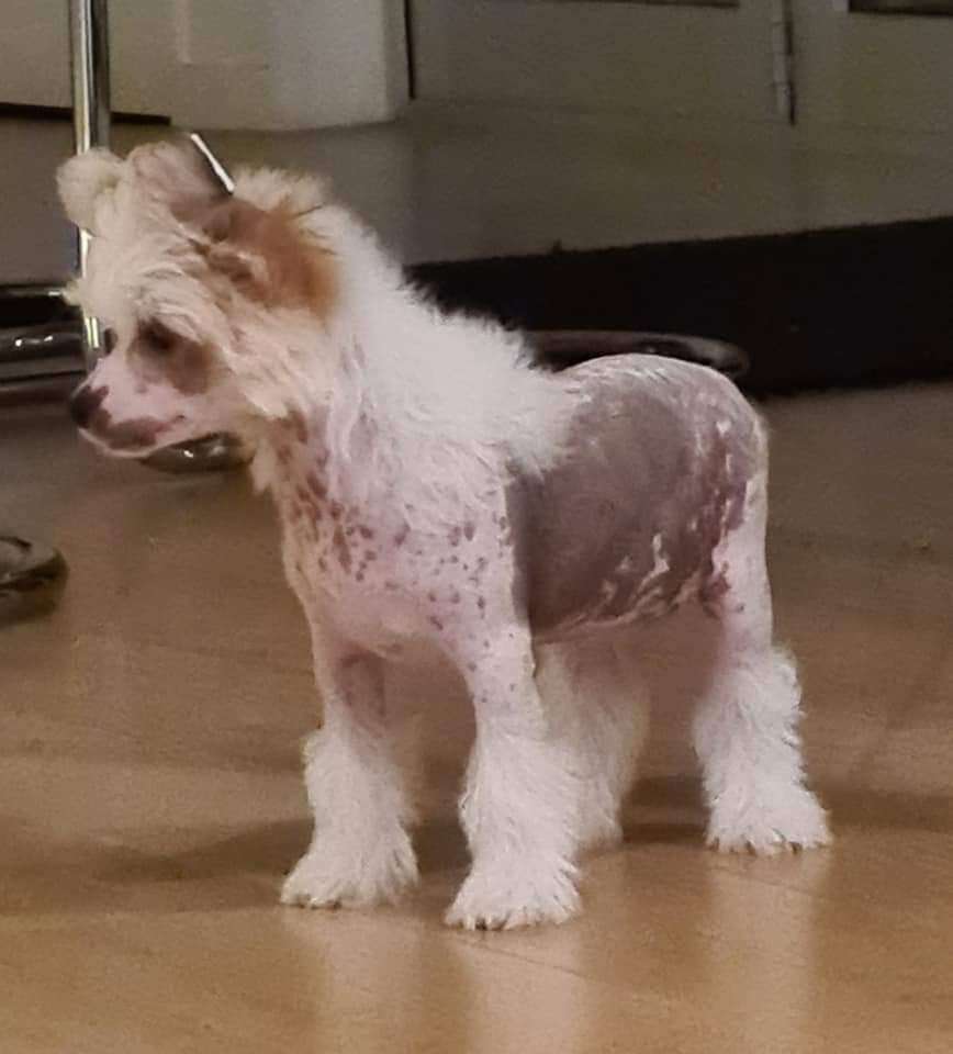 Koreke Aurora Borealis