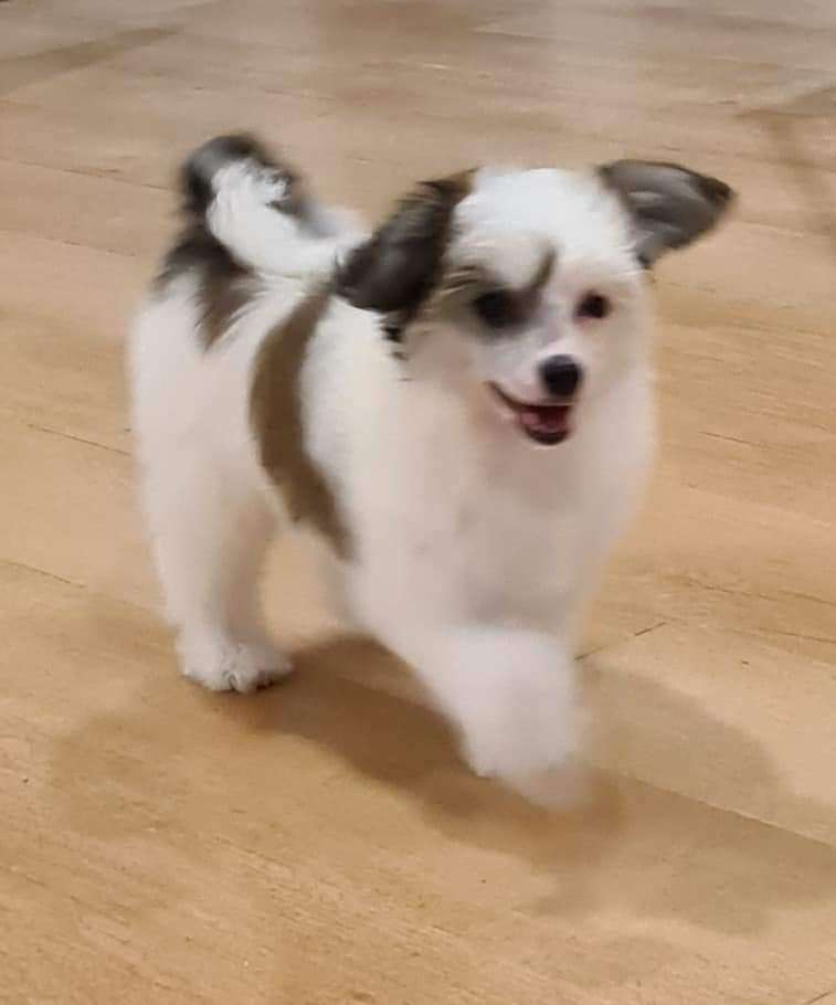 KorekeMischief By Moonlight