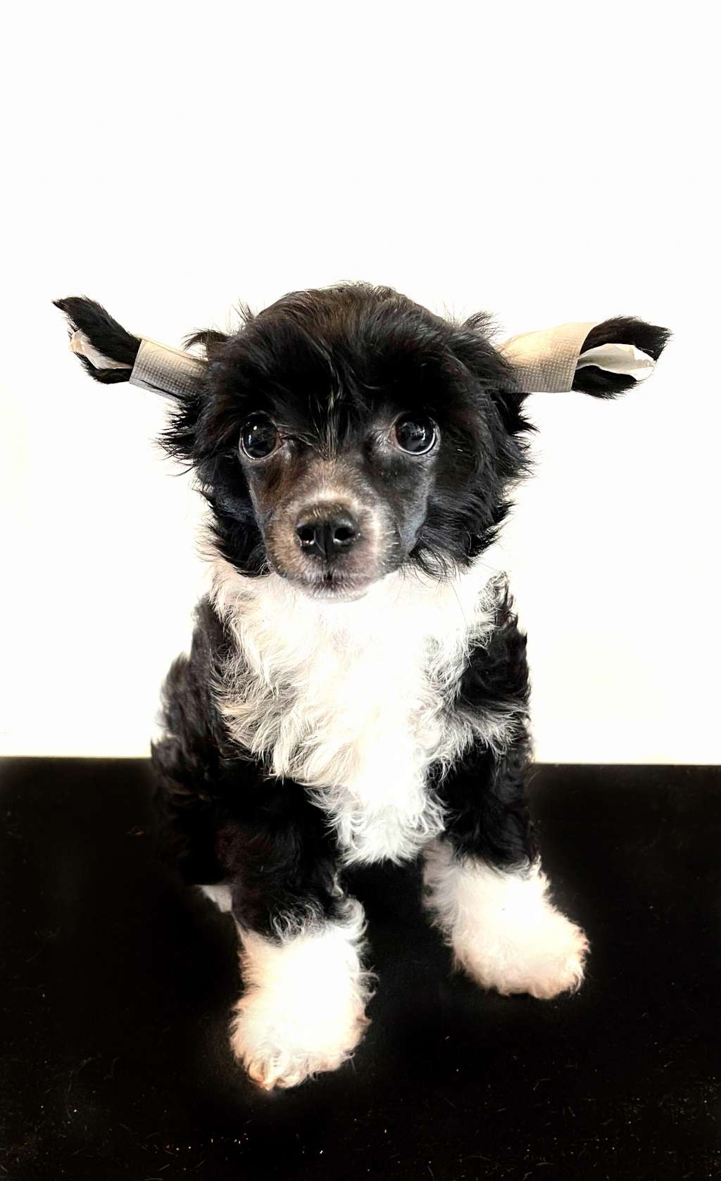 Paulette Diamond of the Night