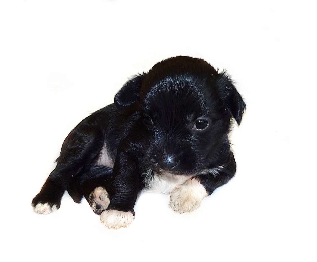 Pascale Diamond of the Night