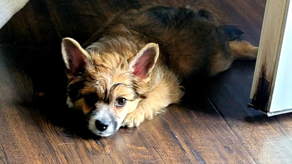 Hpnotik's God King Xerxes