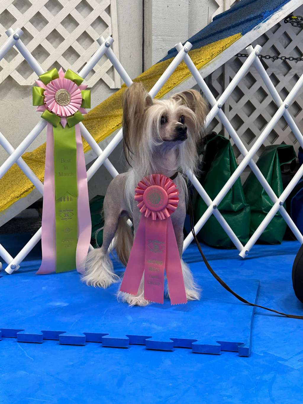 GCH Hpnotik's Follow the Luden