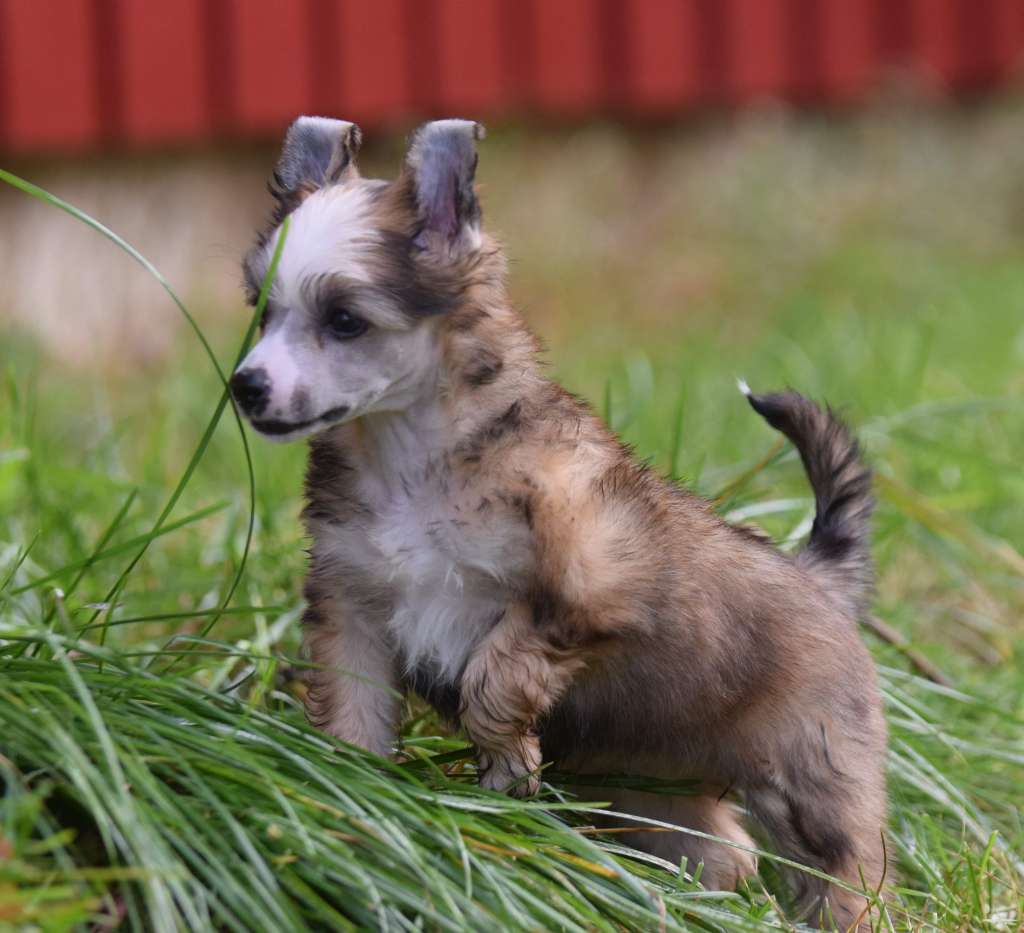 Artic Flyer's Quaffles and Waffles