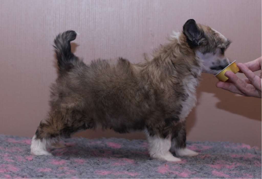 Artic Flyer's I'm Rawen Pawsome