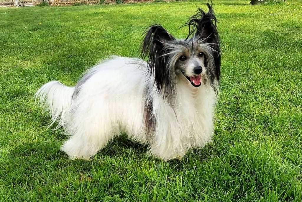 Be My Dog's Doctor Pauli