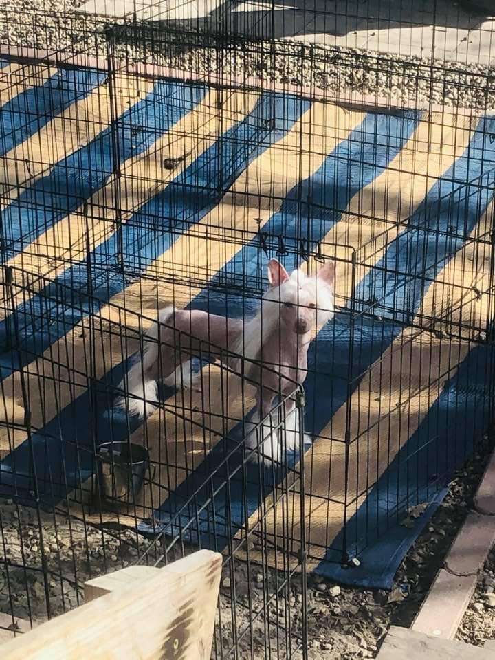 Sondras Decadent Caramel at Ciao Bella