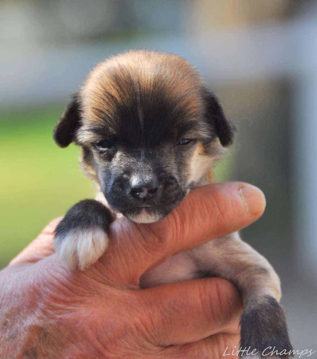 Scorpio Little Champs