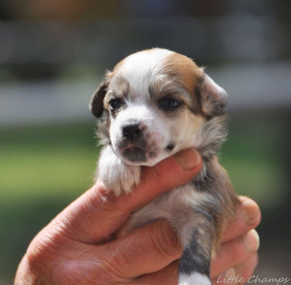 Scherrer Little Champs