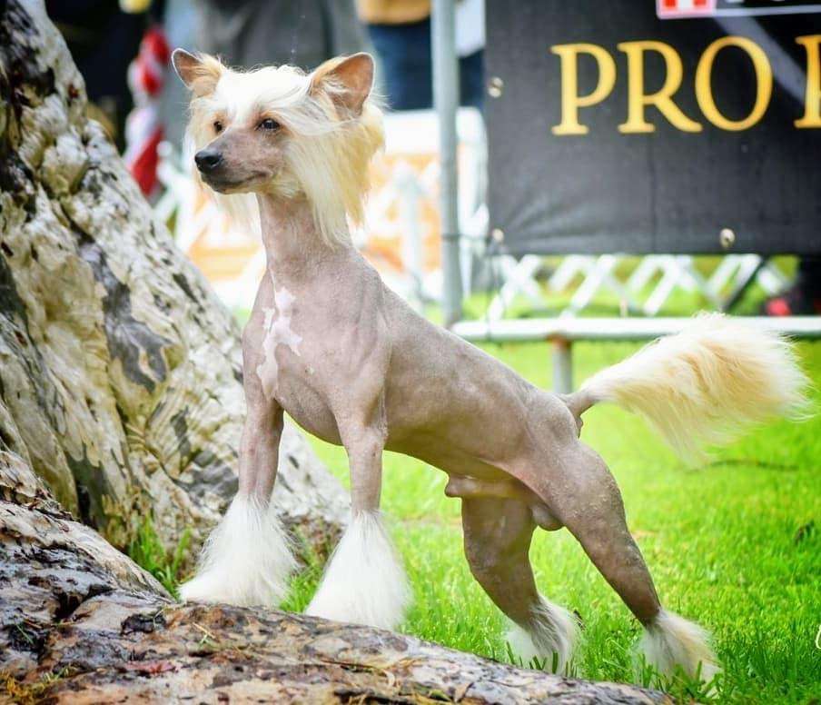 Masterpiece Give me your shine Sirius