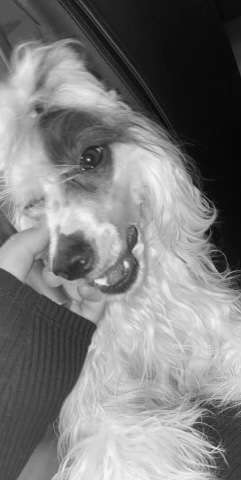 Bobbelpops Charma Caitlin