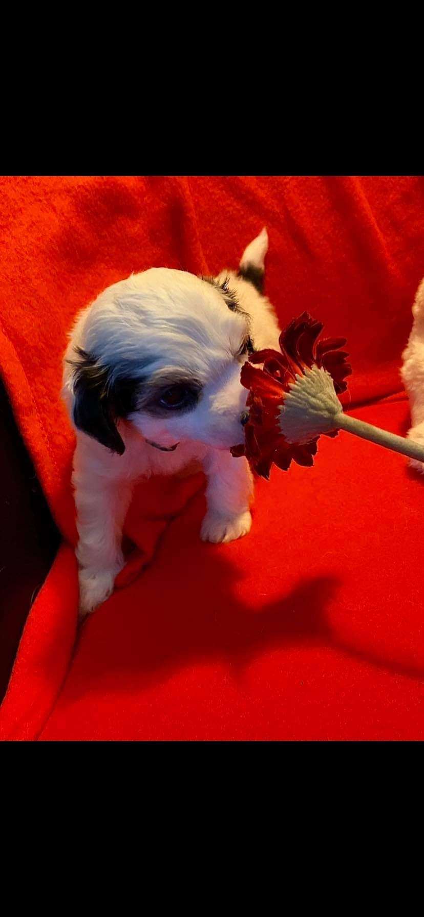 Bobbelpops Fergus Forest