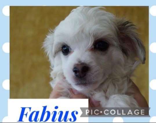 Bobbelpops Fabius Fairfox