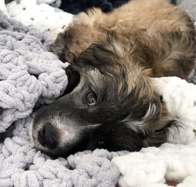 Bobbelpops Findus Faris