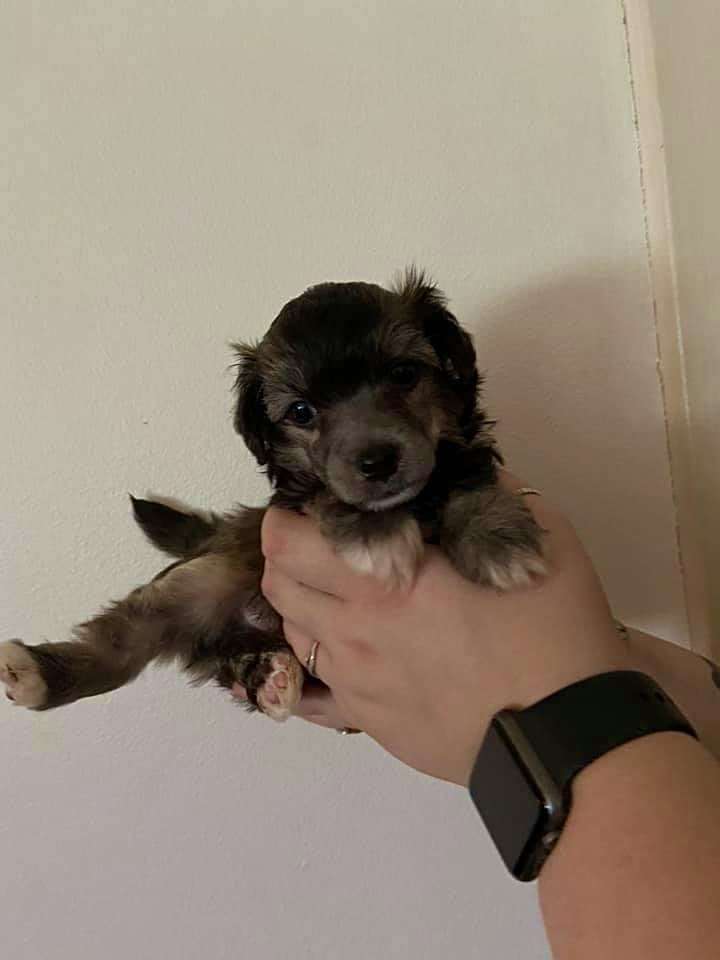 Bobbelpops Elliot Agat