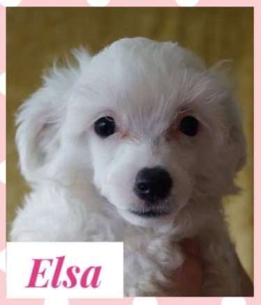 Bobbelpops Elsa Ametyst