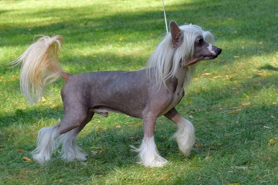 Mashama Mazi Rus Vinya Shinda