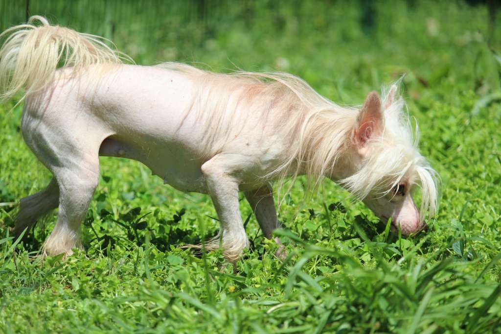 Locus' Brightest Star, Betelgeuse